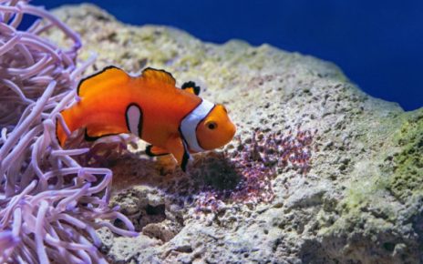 5 Fakta Menarik dari Ikan Badut, Sering Di sebut Ikan Nemo!