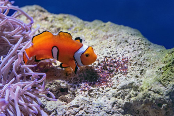 5 Fakta Menarik dari Ikan Badut, Sering Di sebut Ikan Nemo!