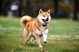 Shiba Inu Estimated to Rise Nearly 600%: Here's When