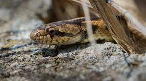 Southern Smooth Snake (Coronella girondica) Culebra Lisa Meridional -  Wildside Holidays - Walking and Wildlife Holidays In Spain