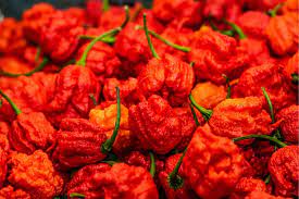 Chilli Plants - Carolina Reaper - 12 x Plug Plant Pack – Acqua Tower