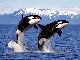 Killer Whale Facts | Orca Facts for Kids