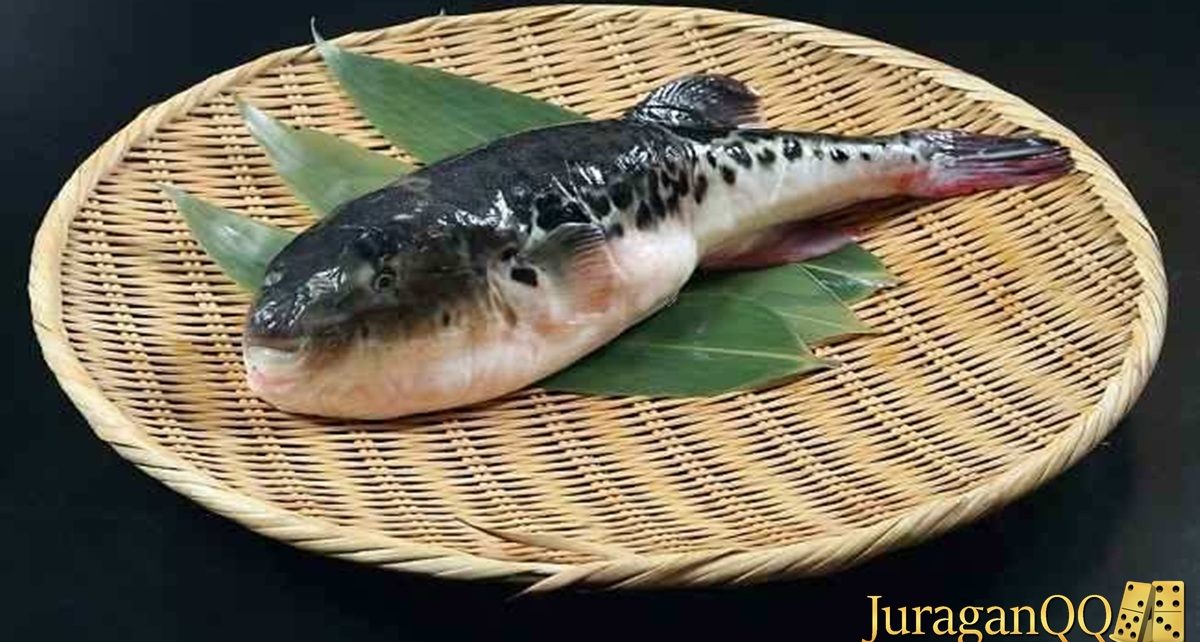 Bahaya Ikan Buntal