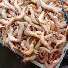 Jual UDANG LAUT / DOGOL BESAR 1KG - isi 50 - Kab. Bandung - Icuters12 |  Tokopedia