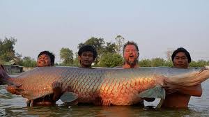 Mematikan hingga Santapan Lezat, Ini Fakta-Fakta Ikan Arapaima - Citizen6  Liputan6.com