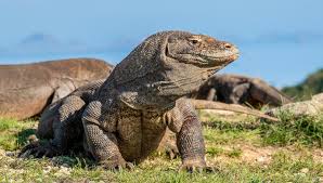 Komodo vs Biawak: Tahu Bedanya? - RESTORASI EKOSISTEM RIAU (RER) -  Ecological Restoration | Protect and Restore Ecosystems