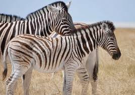 RRI.co.id - Memperingati Hari Zebra Internasional