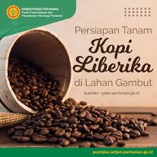 Persiapan Tanam Kopi Liberika di Lahan ...