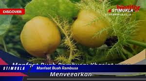 bukan cuma buah belimbing, Ini dia 10 Manfaat buah rambusa yang wajib  diketahui