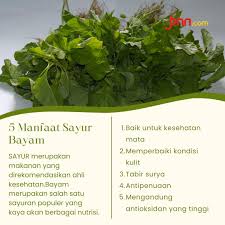 JPNN.com on X: "5 Manfaat Sayur Bayam, Bikin Wanita Ketagihan  Mengonsumsinya #SayurBayam #Kesehatan #ManfaatSayurBayam  https://t.co/CiXJTfDuQv https://t.co/t851K7vWY8" / X