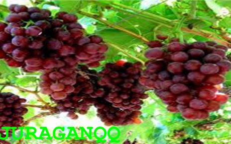 12 manfaat buah