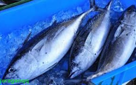 9 manfaat ikan