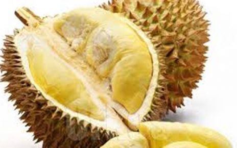 12 manfaat durian