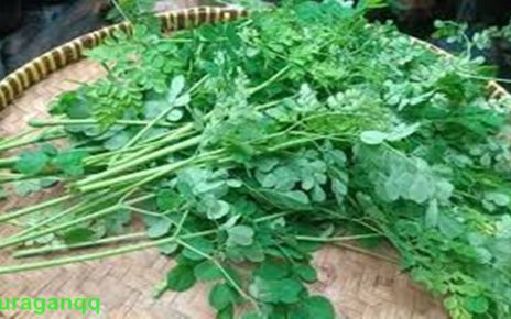13 manfaat daun