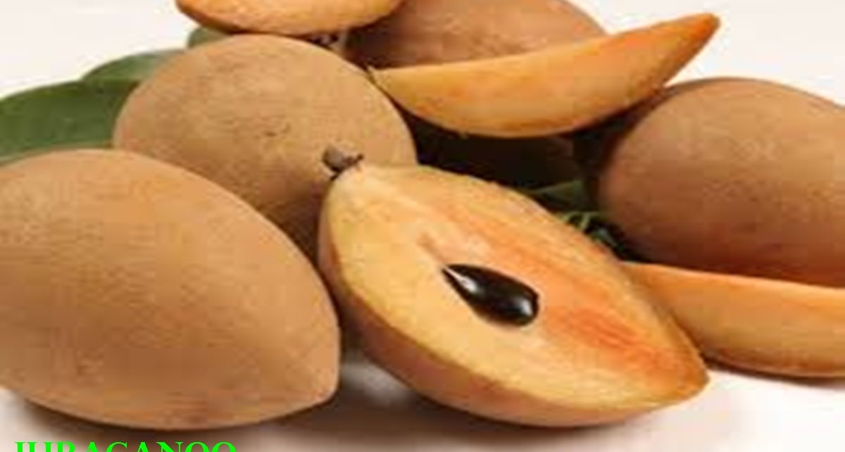 manfaat buah sawo