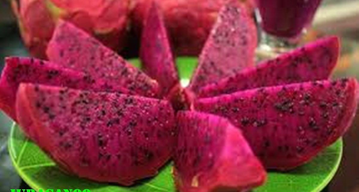 manfaat buah naga