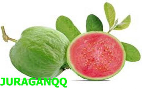 21 Manfaat Jambu