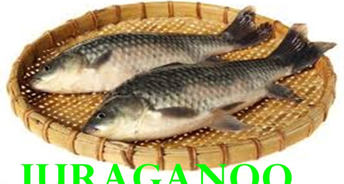 9 manfaat ikan