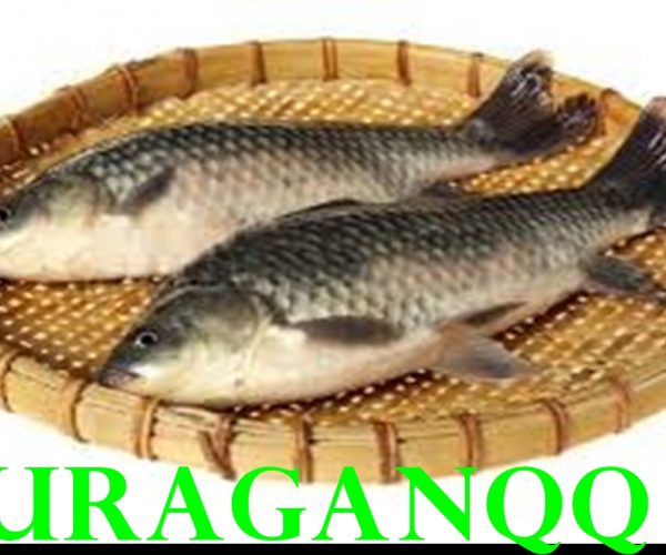 9 manfaat ikan