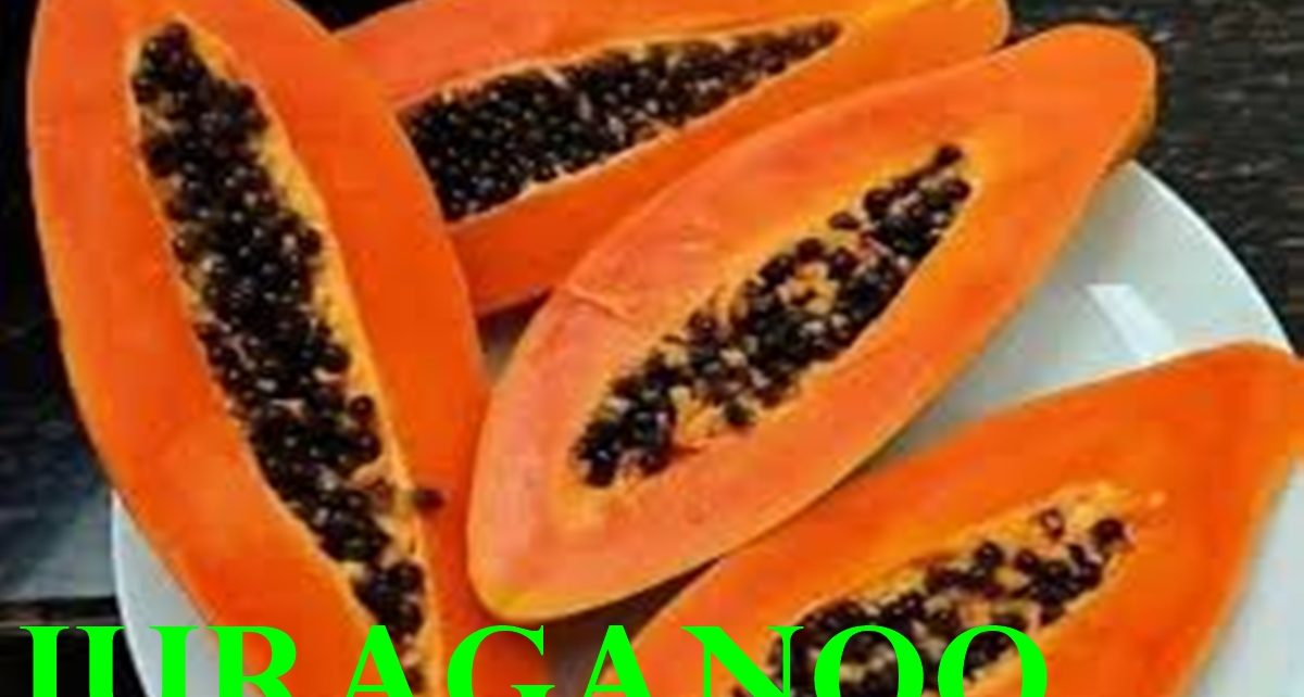 13 manfaat pepaya