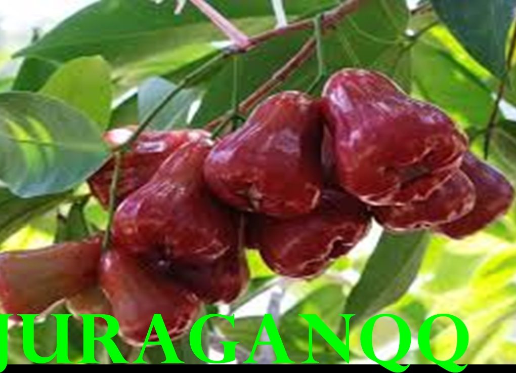 15 manfaat jambu