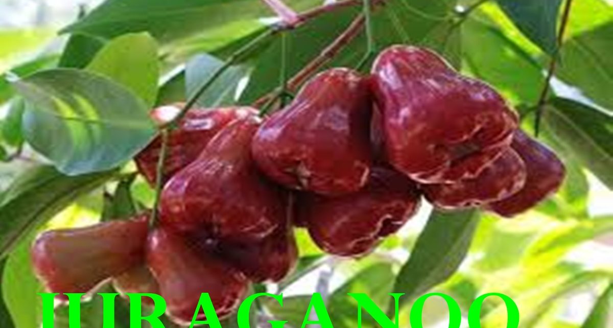 15 manfaat jambu