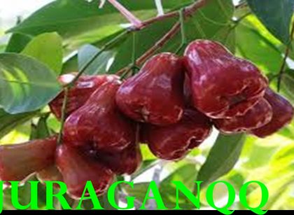 15 manfaat jambu