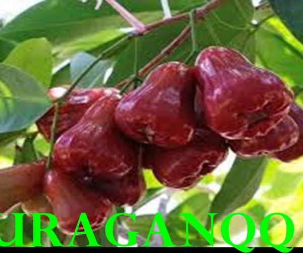 15 manfaat jambu
