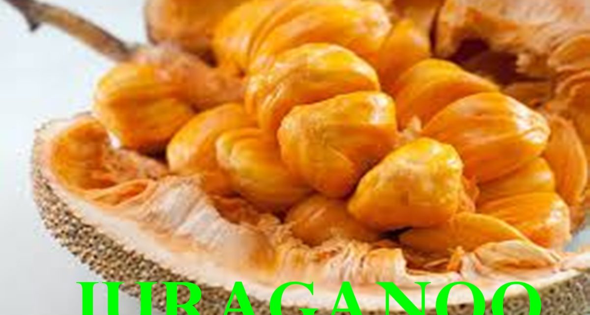 manfaat cempedak untuk