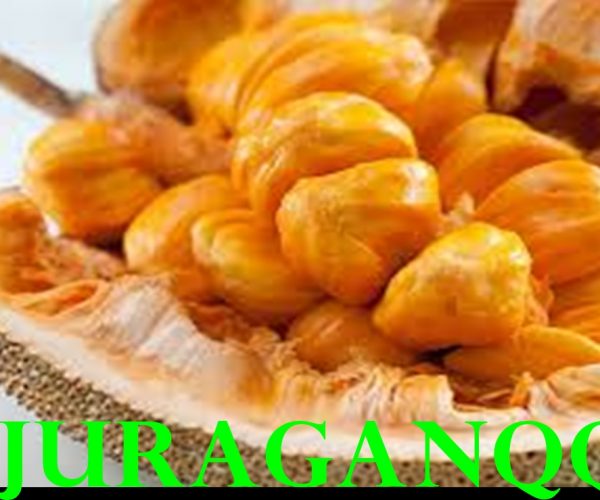manfaat cempedak untuk