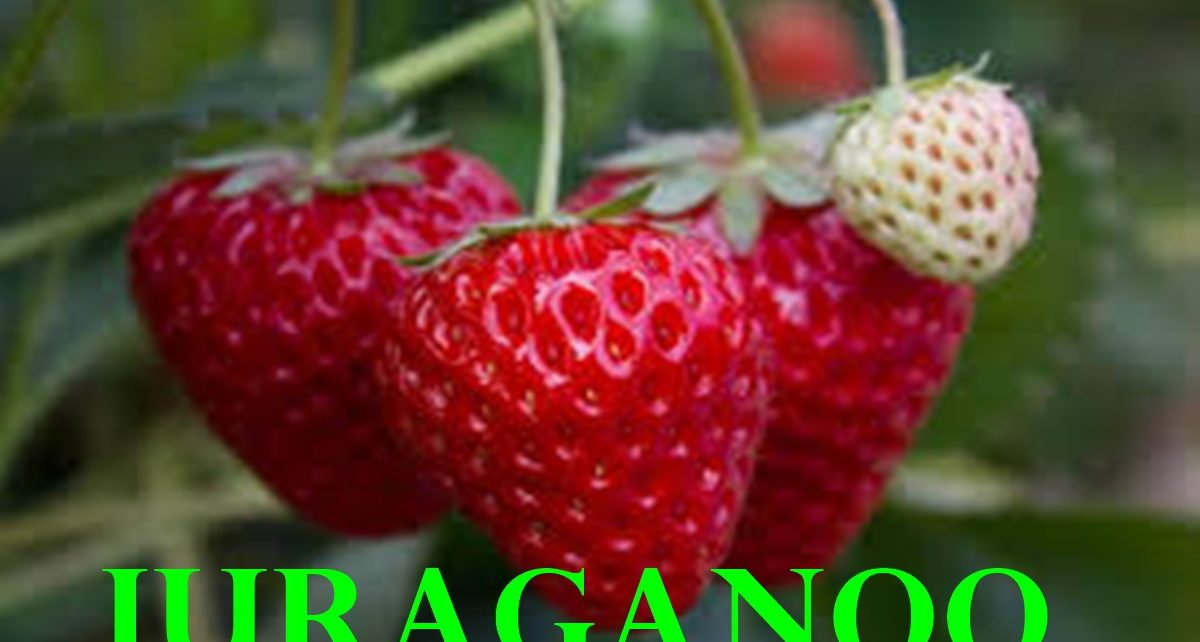 manfaat buah Strawberry