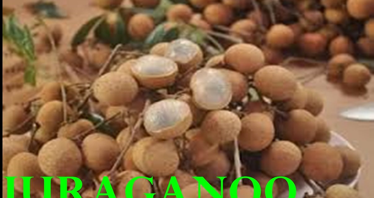 Manfaat Kelengkeng Untuk