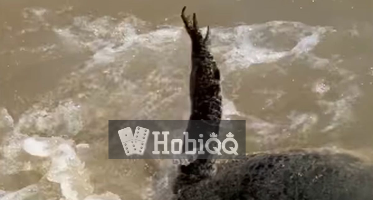 Viral! Buaya Pura-Pura Mati untuk Menjebak Manusia, Netizen Merinding