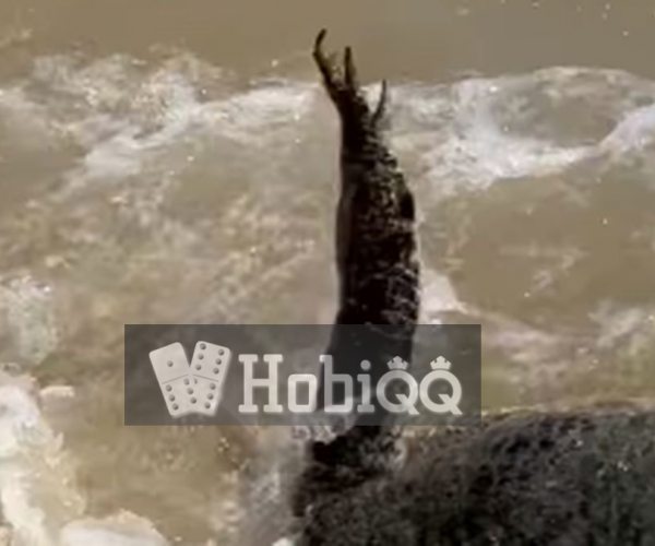 Viral! Buaya Pura-Pura Mati untuk Menjebak Manusia, Netizen Merinding