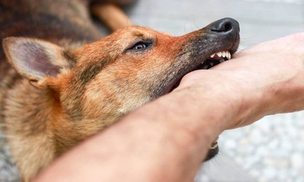 Gejala Rabies