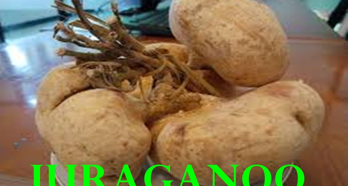17 manfaat bengkoang