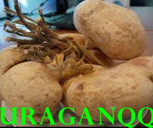 17 manfaat bengkoang