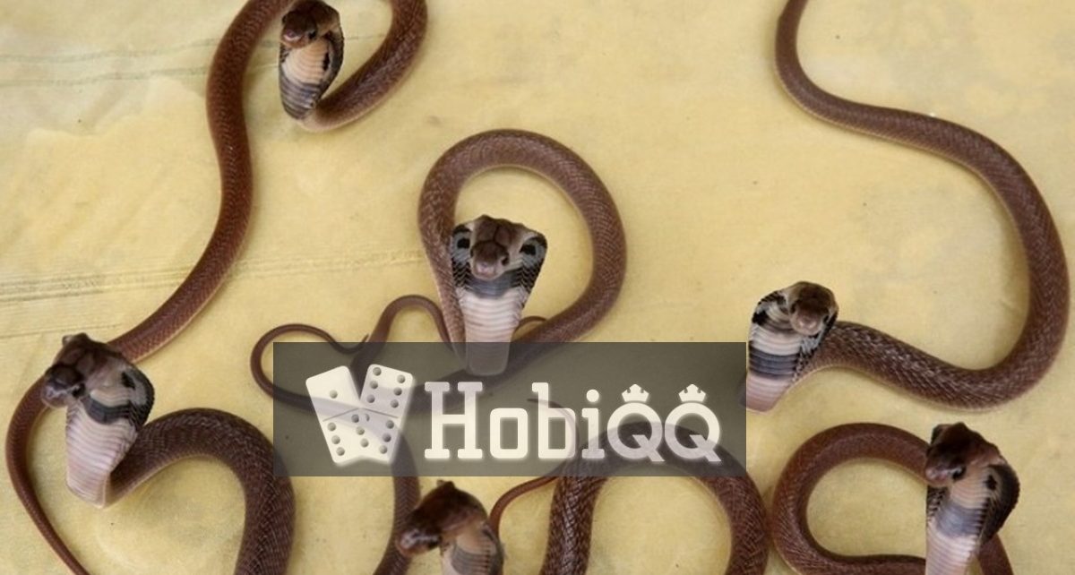 Viral! Warung di Indonesia Sajikan 'Cobra Pakode', Netizen Heboh