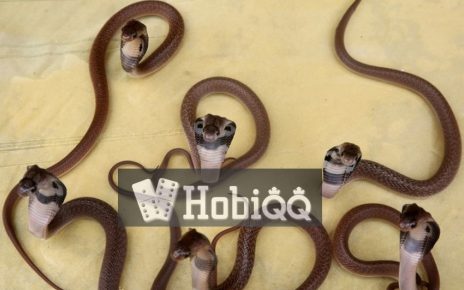 Viral! Warung di Indonesia Sajikan 'Cobra Pakode', Netizen Heboh